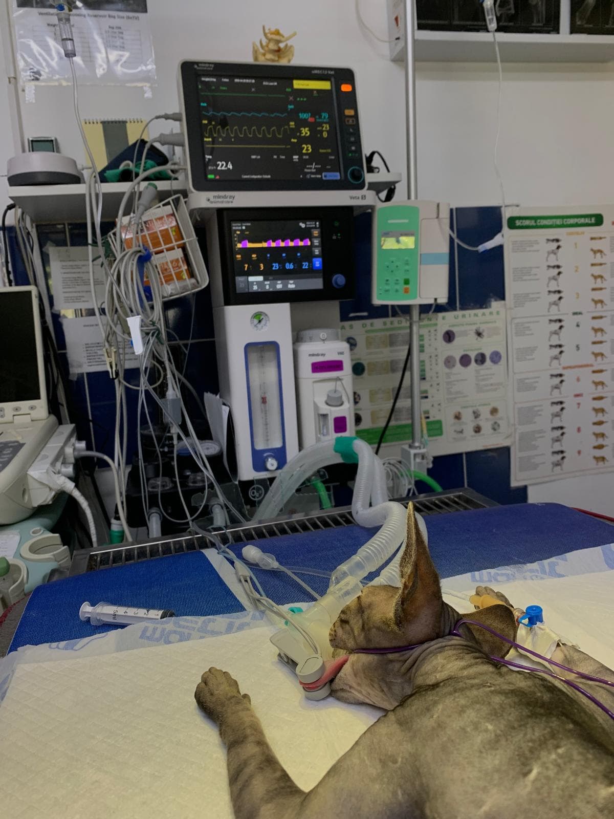 Cabinet Veterinar VetPlus Călărași