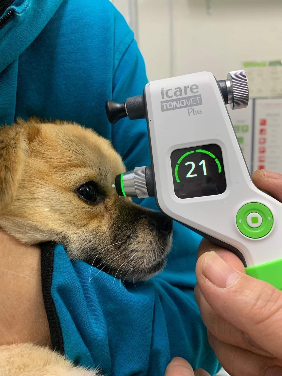 Tonometru Tonovet Plus folosit pe cățeluș