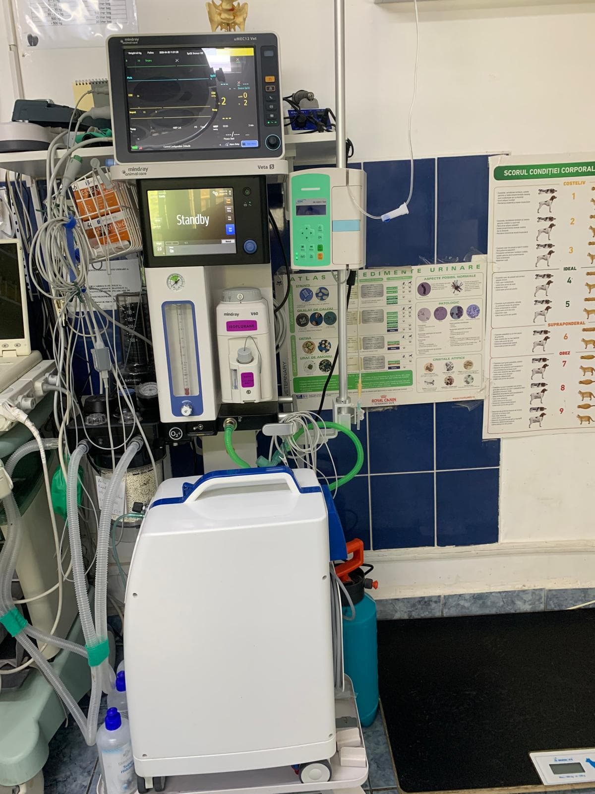 Anestezie inhalatorie — Anestezie, Cabinet VetPlus Călărași